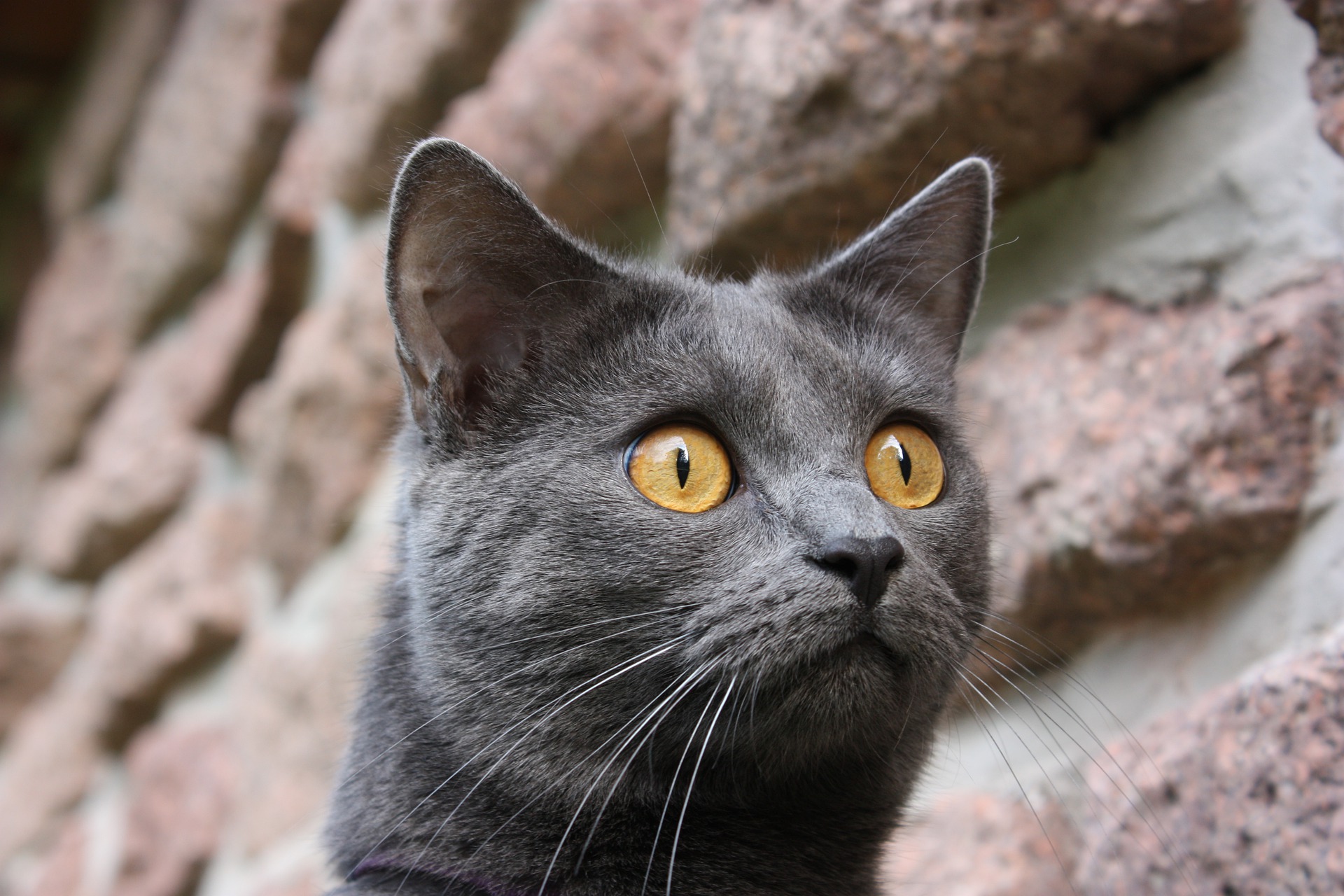 Kot chartreux często są mylone z kotami brytyjskimi. Występują one jednak tylko w niebieskim odcieniu futra, nos mają prosty, a ich głowa wpisuje się w trapez, nie okrąg jak u brytyjskich.